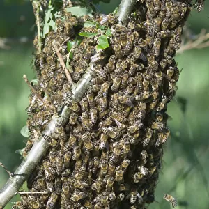 Swarming bees -Apis mellifera-