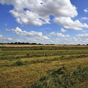 Swathed hay, cloudy sky with cumulus clouds, Gross Runz, Mecklenburg-Western Pomerania, Germany