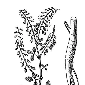 Sweet clover (Melilotus officinalis)