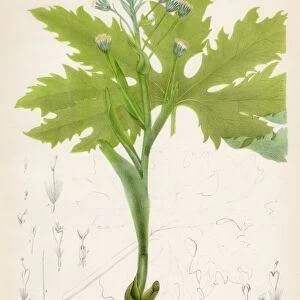 Sweet Coltsfoot botanical engraving 1843