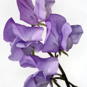 Fleur d'amour Fleur d'amour