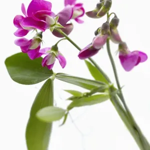 Sweet Pea Print on White Background Sweet Pea Print on White Background