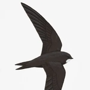 Swift (Apus apus), adult