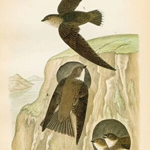 Swift and Bank Swallow bird lithograph 1890