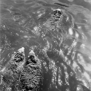 Sheep-dipping Print, Hafod-y-Llan, Wales 1951 Sheep-dipping Print, Hafod-y-Llan, Wales 1951