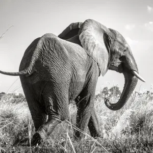 African Elephant Print Along Zambezi River African Elephant Print Along Zambezi River