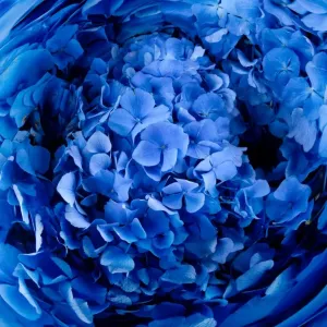Blue flower print Blue flower print