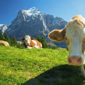 Swiss Cow