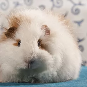 Swiss Teddy guinea pig, pedigree guinea pig