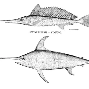 Swordfish engraving 1898 Swordfish engraving 1898