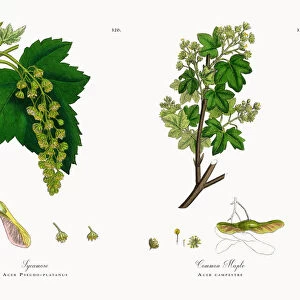 Sycamore, Acer Pseudo-platanus, Victorian Botanical Illustration, 1863