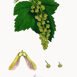Sycamore, Acer Pseudo-platanus, Victorian Botanical Illustration, 1863