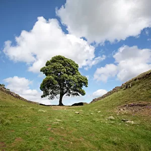Sycamore Gap, Hadrians Wall, Northumberland, UK