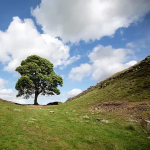 Sycamore Gap, Hadrians Wall, Northumberland, UK