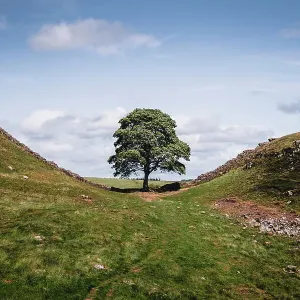 Sycamore Gap, Hadrians Wall, Northumberland, UK