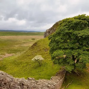 Sycamore Gap, Hadrian's Wall, UNESCO World Heritage Site, Henshaw, Hexham, Northumberland, England, United Kingdom