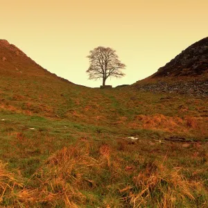 Sycamore Gap Sunrise View