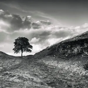 Sycamore Gap Tree