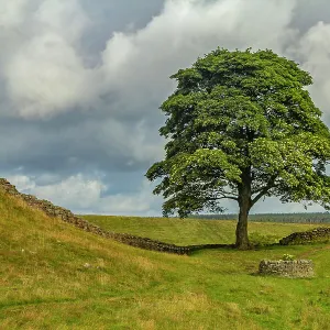 The Sycamore Gap Tree or Robin Hood Tree, Hadrian's Wall near Crag Lough, Northumberland, United Kingdom