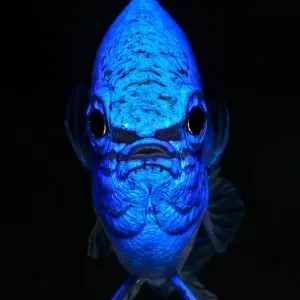 Symetric blue devil demselfish, Indonesia Symetric blue devil demselfish, Indonesia