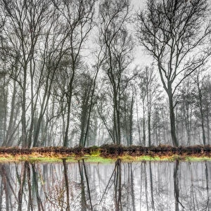 Symmetrical reflection in the water of a forest in winter