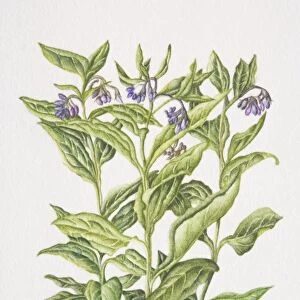 Symphytum officinale, Common Comfrey, flowering plant in soil