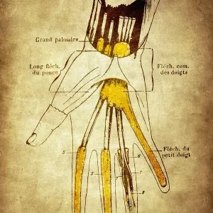 Synovial sheaths of wrist, palm and fingers Synovial sheaths of wrist, palm and fingers