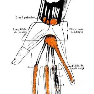 Synovial sheaths of wrist, palm and fingers Synovial sheaths of wrist, palm and fingers