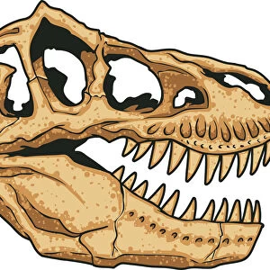 T-Rex Skull Illustration