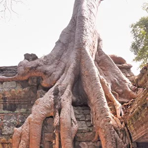 Ta Phrom Temple and its Gigantic Trees and Roots