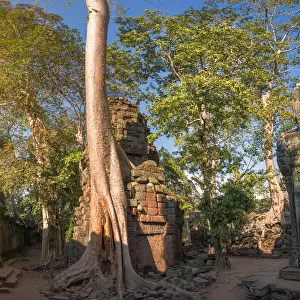 Ta Prohm Angkor Wat Cambodia-Panorama