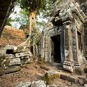 Ta Prohm temple, Angkor Wat, Siem Reap