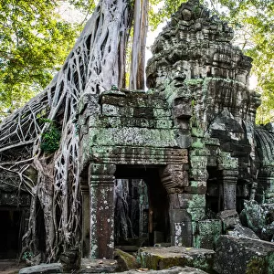 Ta Prohm Temple Angkor Wat Siem Reap Cambodia