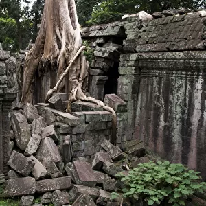 Ta Prohm temple overgrown with trees