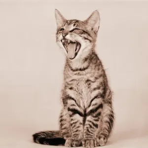Tabby Kitten Yawning Print Tabby Kitten Yawning Print