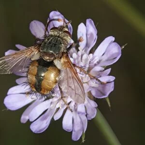 Tachina fly -Tachina fera-, searching for nectar, Lake Kerini region, Greece, Europe