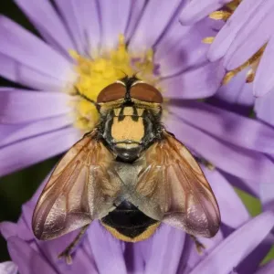 Tachinid fly -Ectophasia crassipennis-, feeding on nectar on Autumn aster -Aster sp. -, Untergroeningen, Baden-Wuerttemberg, Germany, Europe Tachinid fly -Ectophasia crassipennis-, feeding on nectar on Autumn aster -Aster sp. -, Untergroeningen, Baden-Wuerttemberg, Germany, Europe