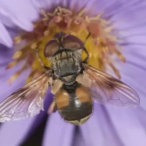 Tachinid fly -Ectophasia crassipennis-, feeding on nectar on Autumn aster -Aster sp. -, Untergroeningen, Baden-Wuerttemberg, Germany, Europe Tachinid fly -Ectophasia crassipennis-, feeding on nectar on Autumn aster -Aster sp. -, Untergroeningen, Baden-Wuerttemberg, Germany, Europe