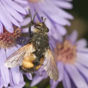 Tachinid fly -Tachina magnicornis-, feeding on Autumn aster -Aster sp. -, Untergroeningen, Baden-Wuerttemberg, Germany, Europe Tachinid fly -Tachina magnicornis-, feeding on Autumn aster -Aster sp. -, Untergroeningen, Baden-Wuerttemberg, Germany, Europe
