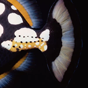 Tail of Clown Triggerfish
