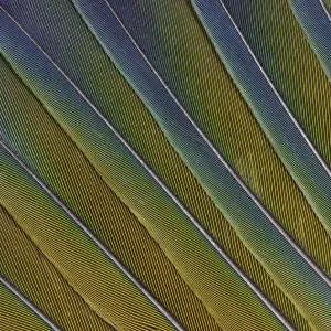Tail Feather Pattern & Design Sun Conure Parrot Tail Feather Pattern & Design Sun Conure Parrot