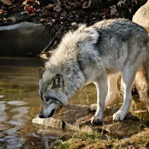 Taking A Drink