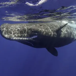 Sperm Whale Print