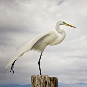 Talented Egret in Fort Myers Beach, Florida