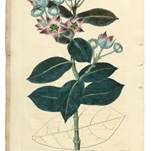 Tall Calotropis, Calotropis Procera, Apocynaceae, Victorian Botanical Illustration, 1835