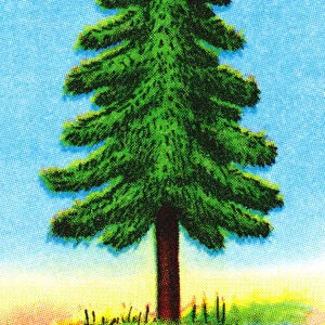 Tall Evergreen Tree