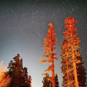 Tall sequoia trees at night under starry sky Tall sequoia trees at night under starry sky