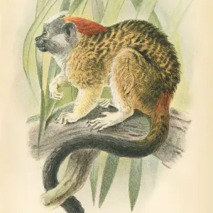 Tamarin Primate Print 1894 Tamarin Primate Print 1894