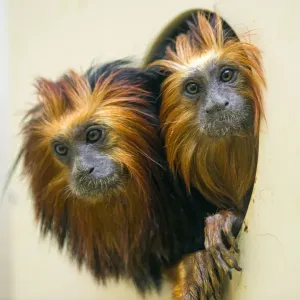 Two tamarins in the hole Two tamarins in the hole