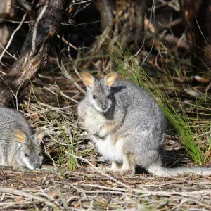 Tammar Wallaby Print, Kangaroo Island